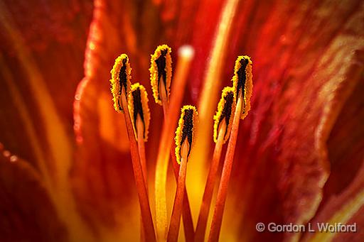 Daylily Stamen_P1150132-4.jpg - Photographed at Smiths Falls, Ontario, Canada.